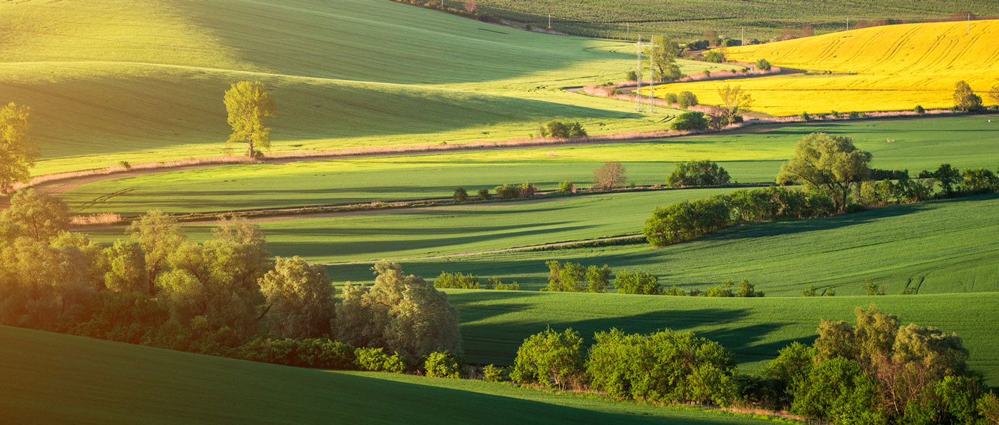 green fields