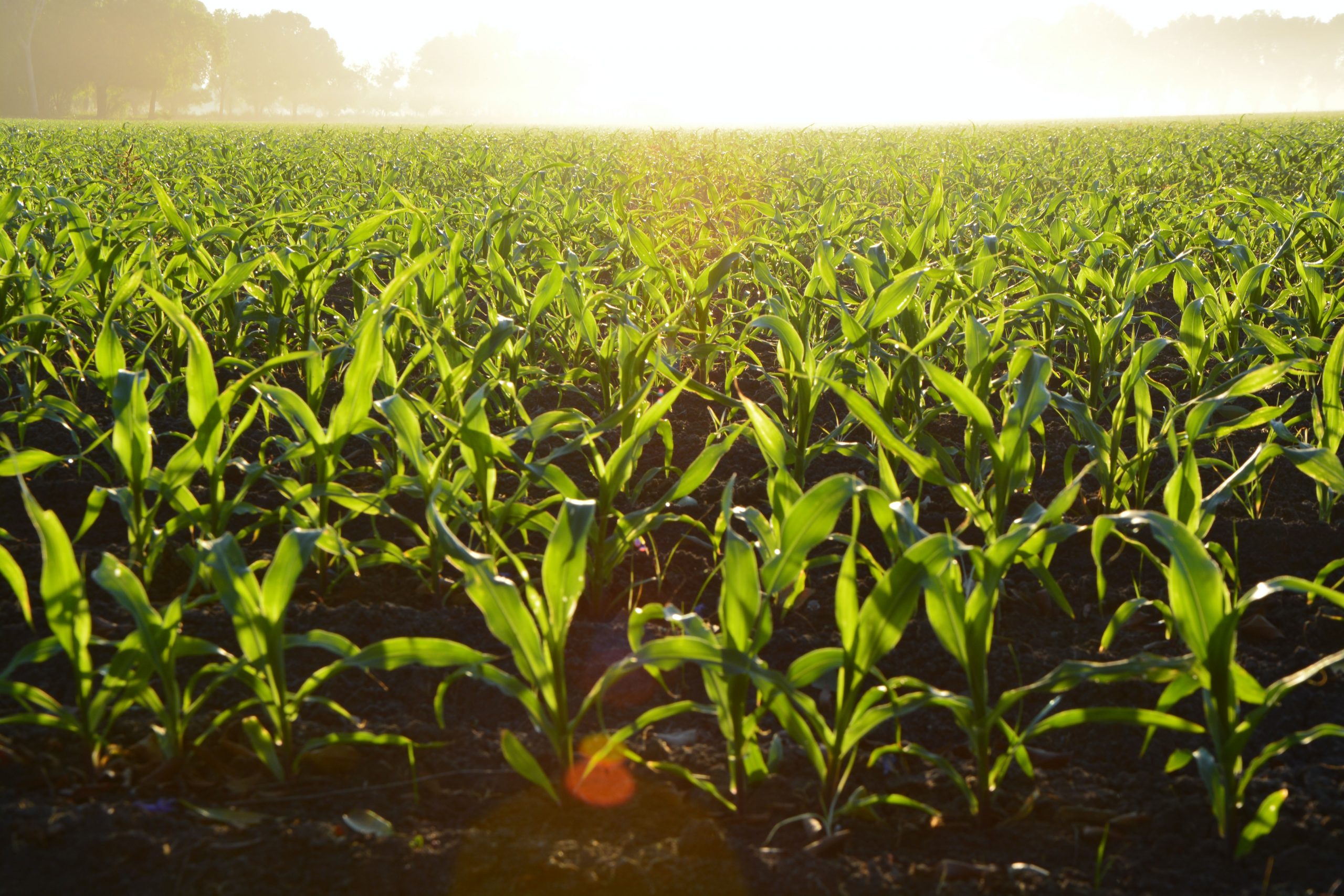 Picture of Corn Field